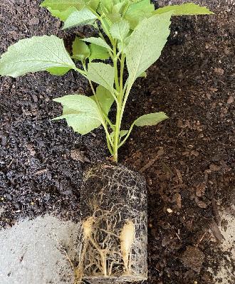 Episode 4: Propagating plants from cuttings and seeds