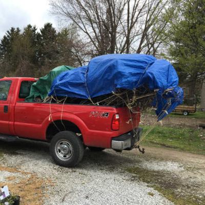 Transporting Your Tree Home Safely