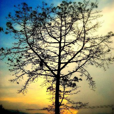 Blog radio Mùa Vu lan về