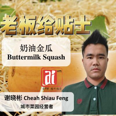 《老板给贴士》 奶油金瓜 Buttermilk Squash