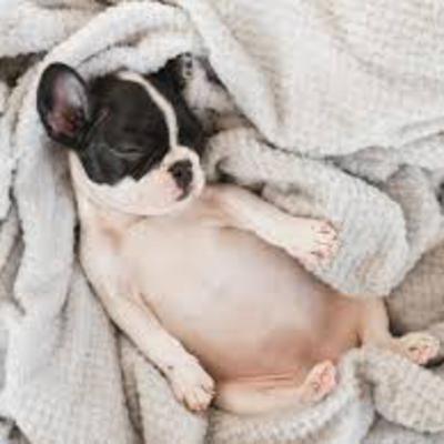 Puppy Dreams: Guided Slumber for Your Little One