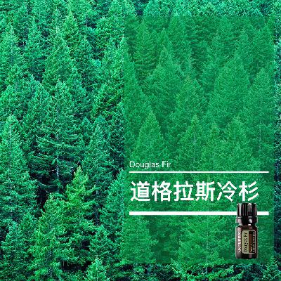 第四十一课：道格拉斯冷杉