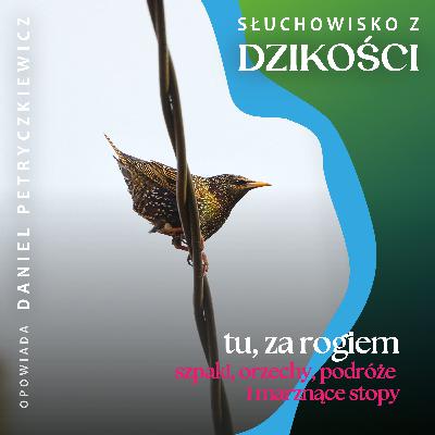 O malejącej potrzebie podróżowania, o szpakach w bocznej uliczce i bosych stopach na zimnej ziemi