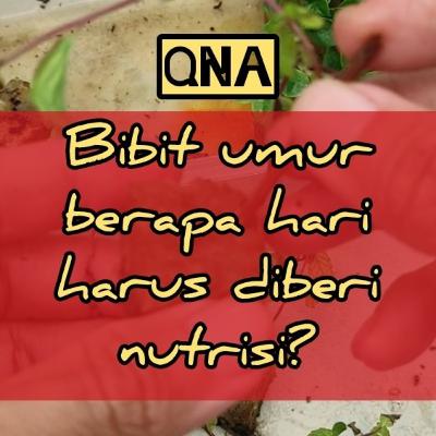 QNA#025 - Bibit umur berapa hari harus diberi nutrisi?