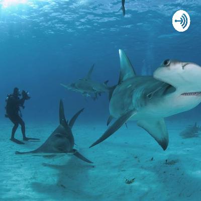 Turismo de tiburones