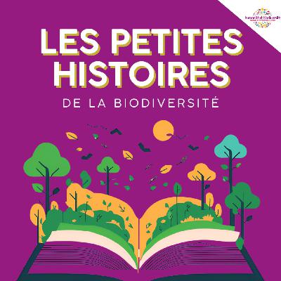 Les cyclopes ont vraiment existé