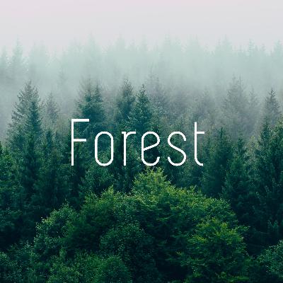 失忆森林 ∙ Lost in the Forest 失忆森林 ∙ Lost in the Forest