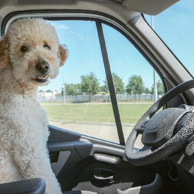 Путешествия идиота (или идиотские путешествия)