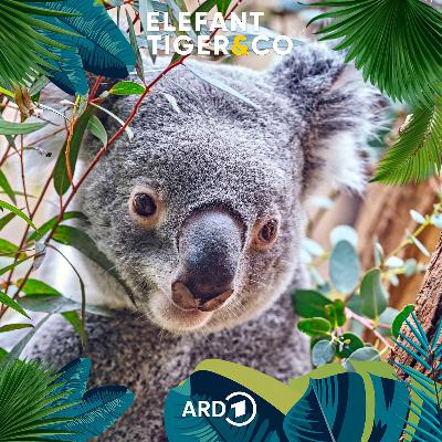 Mit dem Koala im Reich der "Niedlichkeit"