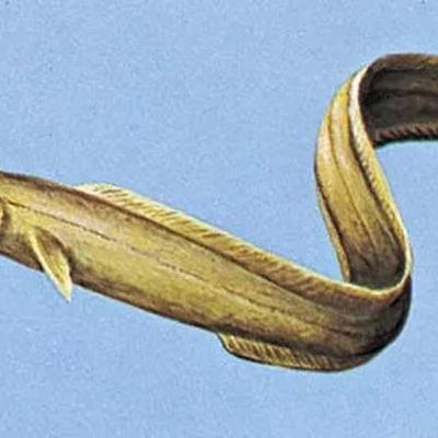 Naturefile - Conger Eels