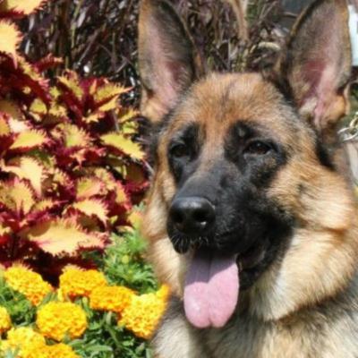 So You Think You Want a German Shepherd?