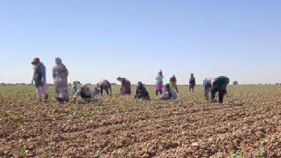 Diňle: Lebapda kärendeçilerden pagtanyň gozasyny ýygnap almak işleri batlandy
