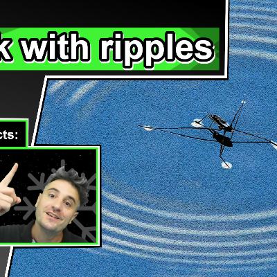 10 Cool Water Strider Facts 10 Cool Water Strider Facts