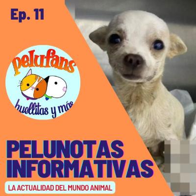 Pelunotas Informativas 11| Defiende su hogar, Barbacoa Pigmea y la jaguar atropellada