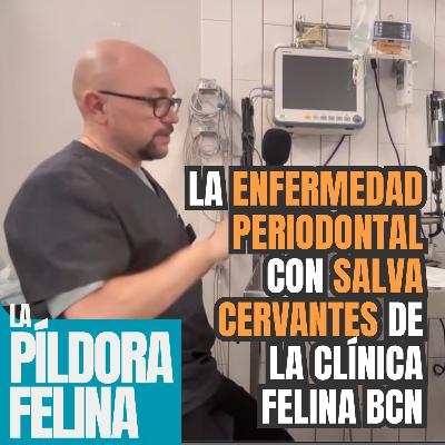 591. La ENFERMEDAD PERIODONTAL con SALVA CERVANTES de La Clínica Felina Barcelona 591. La ENFERMEDAD PERIODONTAL con SALVA CERVANTES de La Clínica Felina Barcelona