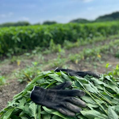 二年先の色をつくる