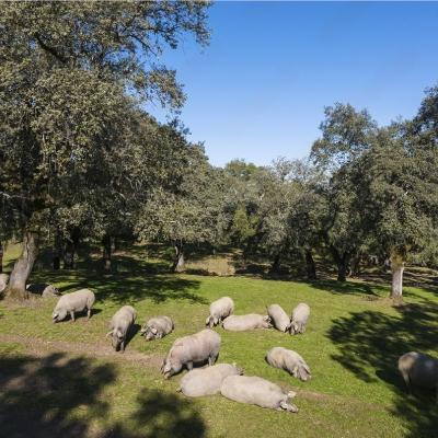 Cotizaciones a 2 de marzo de la mesa de porcino ibérico de Sevilla