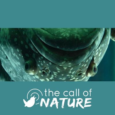 Episode 1 "Dead Fish and Screaming Swifts"