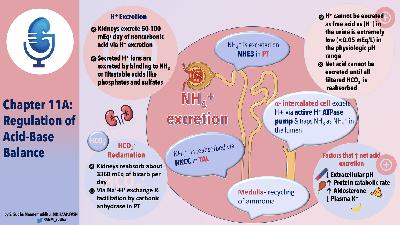Chapter Eleven, part 1: Regulation of Acid-Base Balance