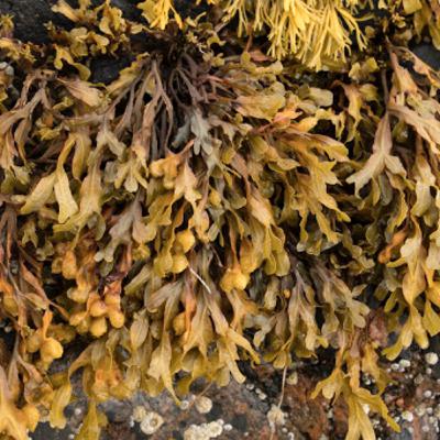 Fucus spiralis