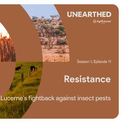 Resistance: Lucerne’s fightback against insect pests