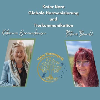 No. 31 Kater Nero - Stuhlinkontinenz - Behandlung mit Erfolge durch die Globale Harmonisierung No. 31 Kater Nero - Stuhlinkontinenz - Behandlung mit Erfolge durch die Globale Harmonisierung