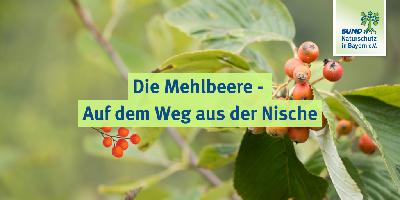 Teil 3: Die Mehlbeere – Auf dem Weg aus der Nische
