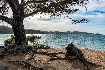 The Folktale Project - The Wind in the Pine Tree