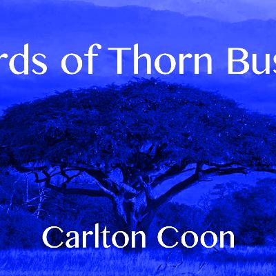 Boards of Thorn Bushes with Carlton Coon