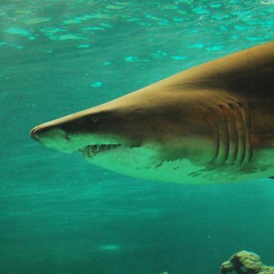 Electroreception In Sharks