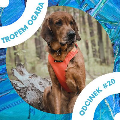 #20 Co robić, gdy atakuje nas pies?