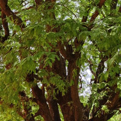 #6 - Tamarind Tree / Tamarindus indica