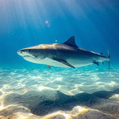This is how to Survive a Shark Attack, According to Science