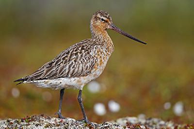 Clues emerge revealing how birds navigate