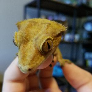 episode 2 crested geckos