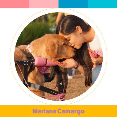Projeto permite que cães voltem a se locomover | Com @oliviagoldenespecial Projeto permite que cães voltem a se locomover | Com @oliviagoldenespecial