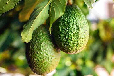 Loving Avocados