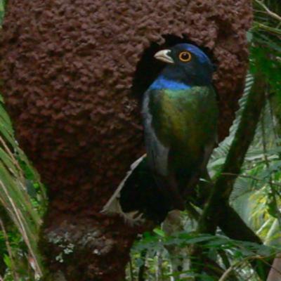 197 Itatiaia NP, Brazil - Search for Brown-backed Parrotlet 197 Itatiaia NP, Brazil - Search for Brown-backed Parrotlet