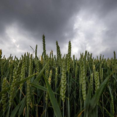 Neue EU-Regeln zu Gentechnik - Kommentar: Weichenstellung für mehrere Sündenfälle Neue EU-Regeln zu Gentechnik - Kommentar: Weichenstellung für mehrere Sündenfälle