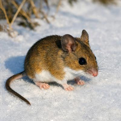 #30—Groundhog vs. The Mouse: Who's A Better Winter Forecaster?