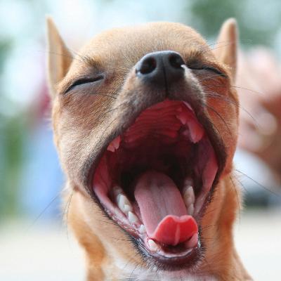 Papo Pet Agrosolo: Higiene Bucal