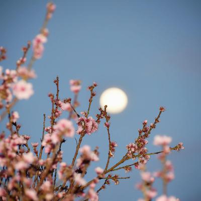 1小時滿月水晶缽音療 ✨連結宇宙豐盛能量✨