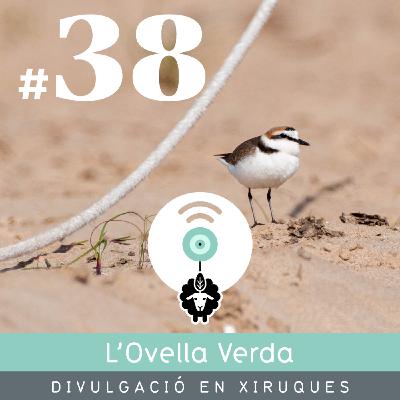 38 | Compartim la platja amb el corriol camanegre
