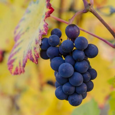 Vinhos melhores com rendimentos mais baixos é um fato?