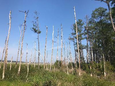 Ep. 538 - Coastal Wetlands, Rising Seas, & Ghost Forests