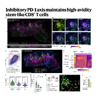310-PD-1 Sustains High-Affinity T Stem Cells 310-PD-1 Sustains High-Affinity T Stem Cells