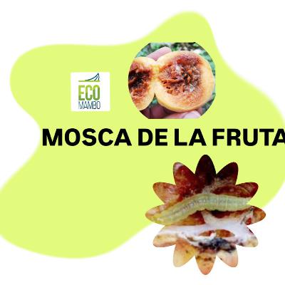Fruto con gusanos