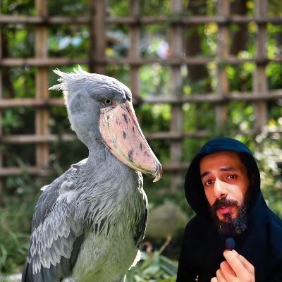 الحياة من وجهة نظر طائر الحذاء أبو مركوب الحياة من وجهة نظر طائر الحذاء أبو مركوب