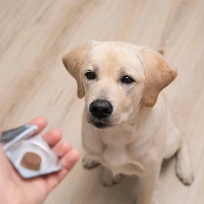 Should I give my dog or cat CBD for anxiety?
