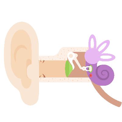 Ørets anatomi og fysiologi Ørets anatomi og fysiologi